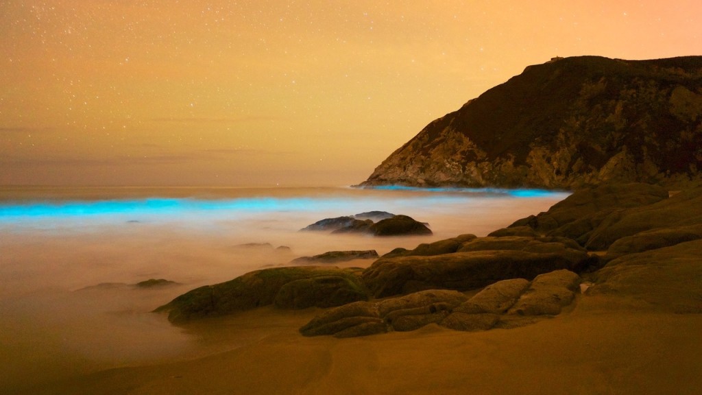 gray whale cove state beach bioluminescent waves